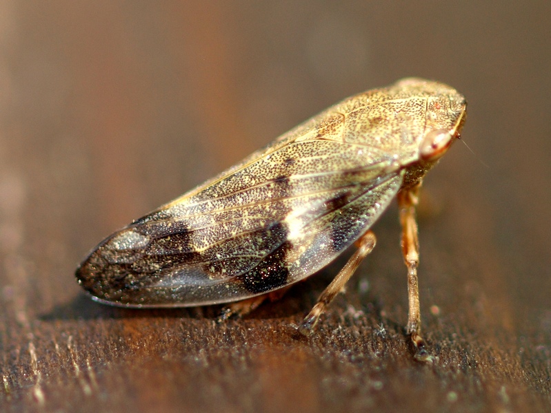 Aphrophora alni